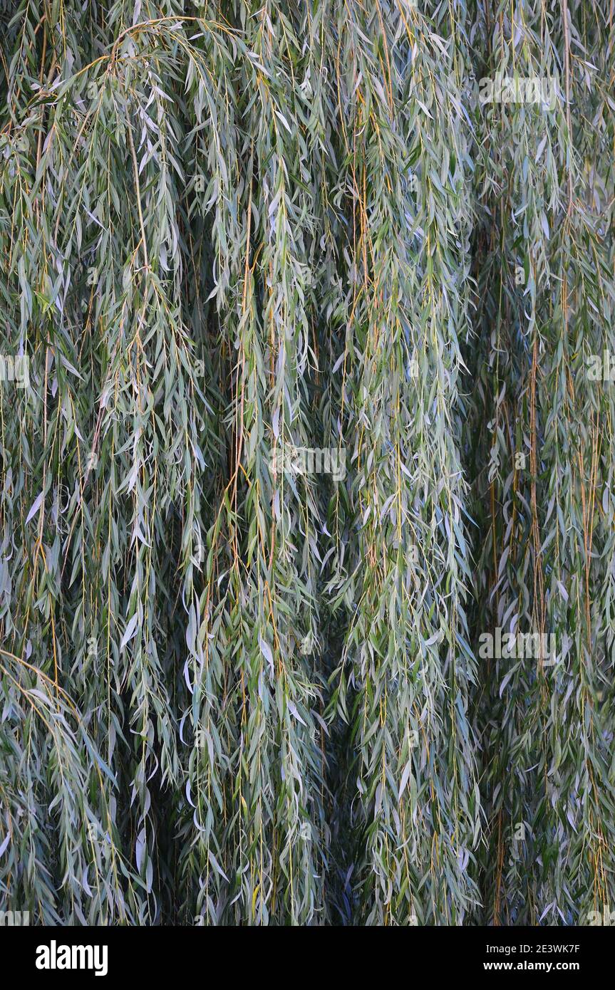 White willow tree (salix alba) branches, large detailed vertical textured foliage pattern closeup, green branch texture in detail, salicin concept Stock Photo