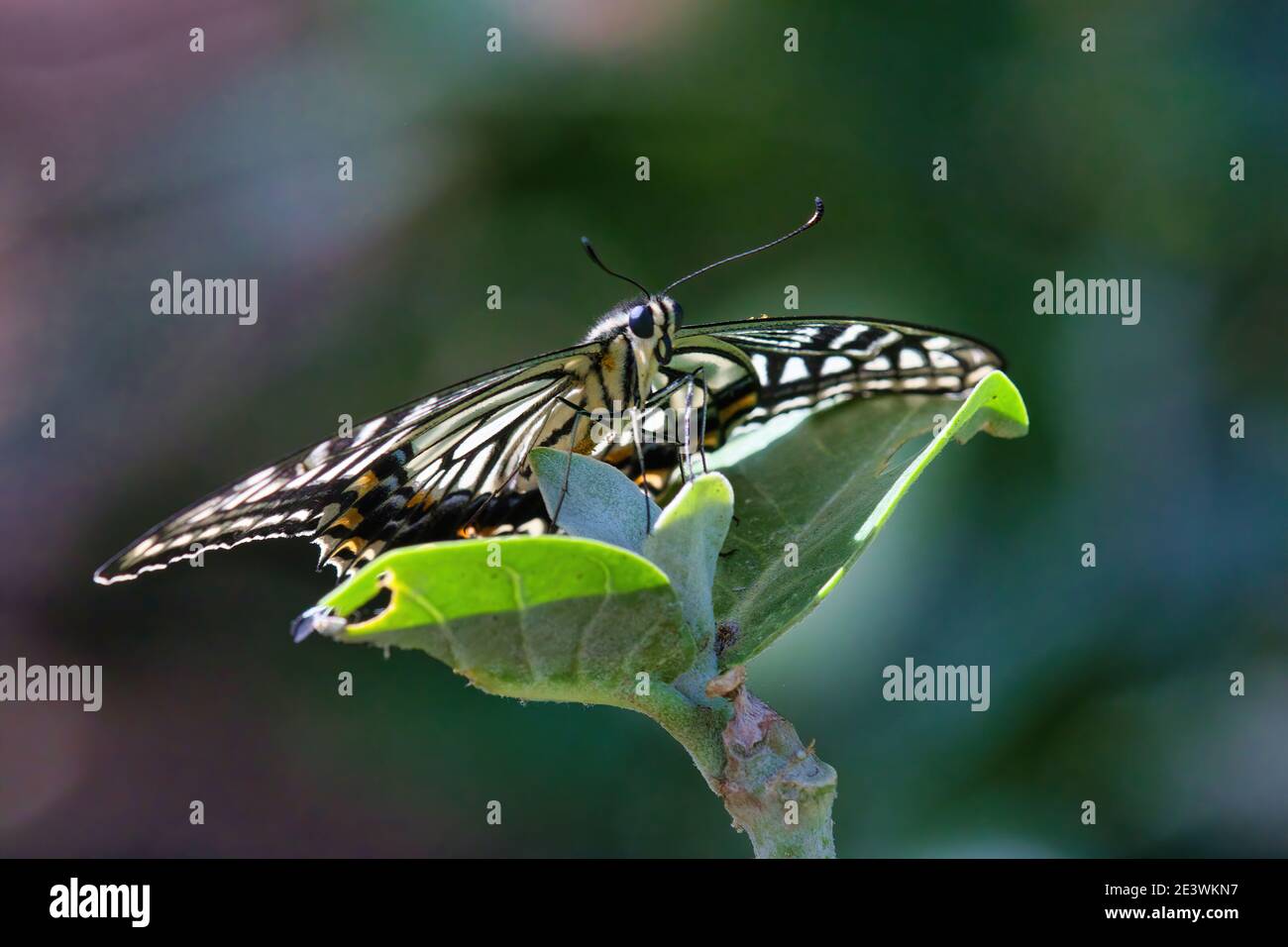 Beautiful backlit citrus swallowtail butterfly seen from below with wings spread open. Stock Photo