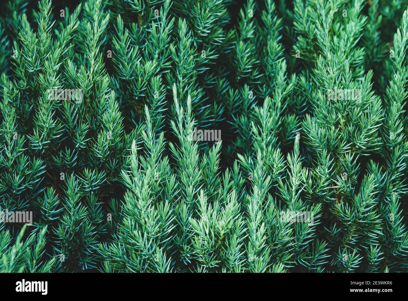 Juniper plant as coniferous botanical textured background Stock Photo