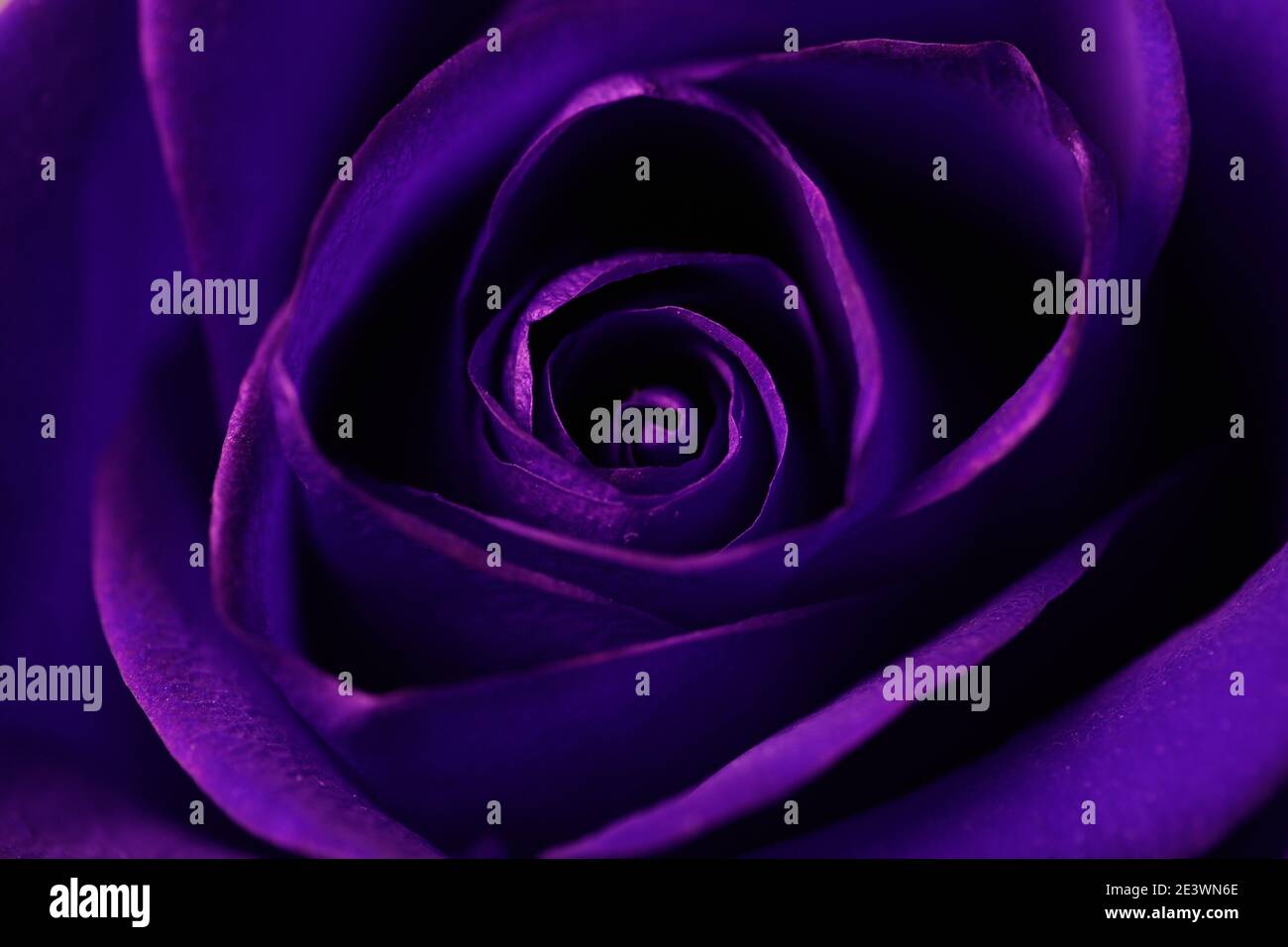 Blue rose decoration hi-res stock photography and images - Alamy