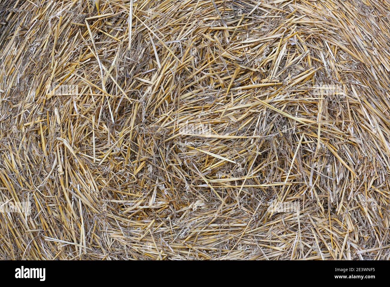 Straw from cereals as a natural background Stock Photo