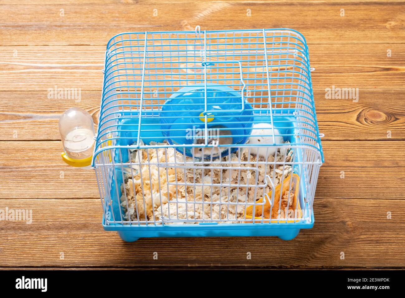 cage with two small hamsters Stock Photo Alamy