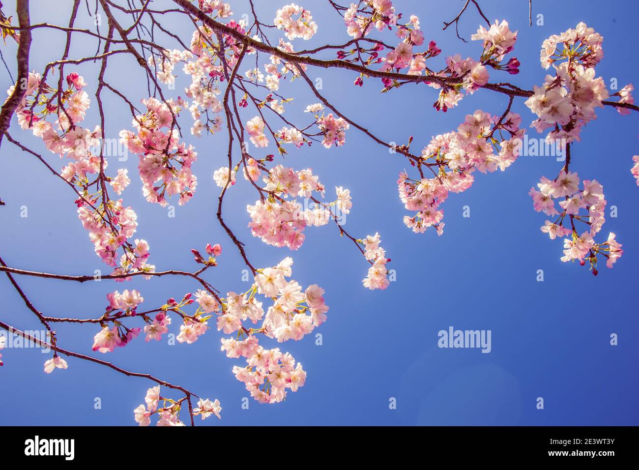 Cherry Blossom Flowers. Spring Nature Background. Pink Blossom Flowers Blooming Against Blue Sky Background. Spring Cherry Blossom Flowers. Stock Photo