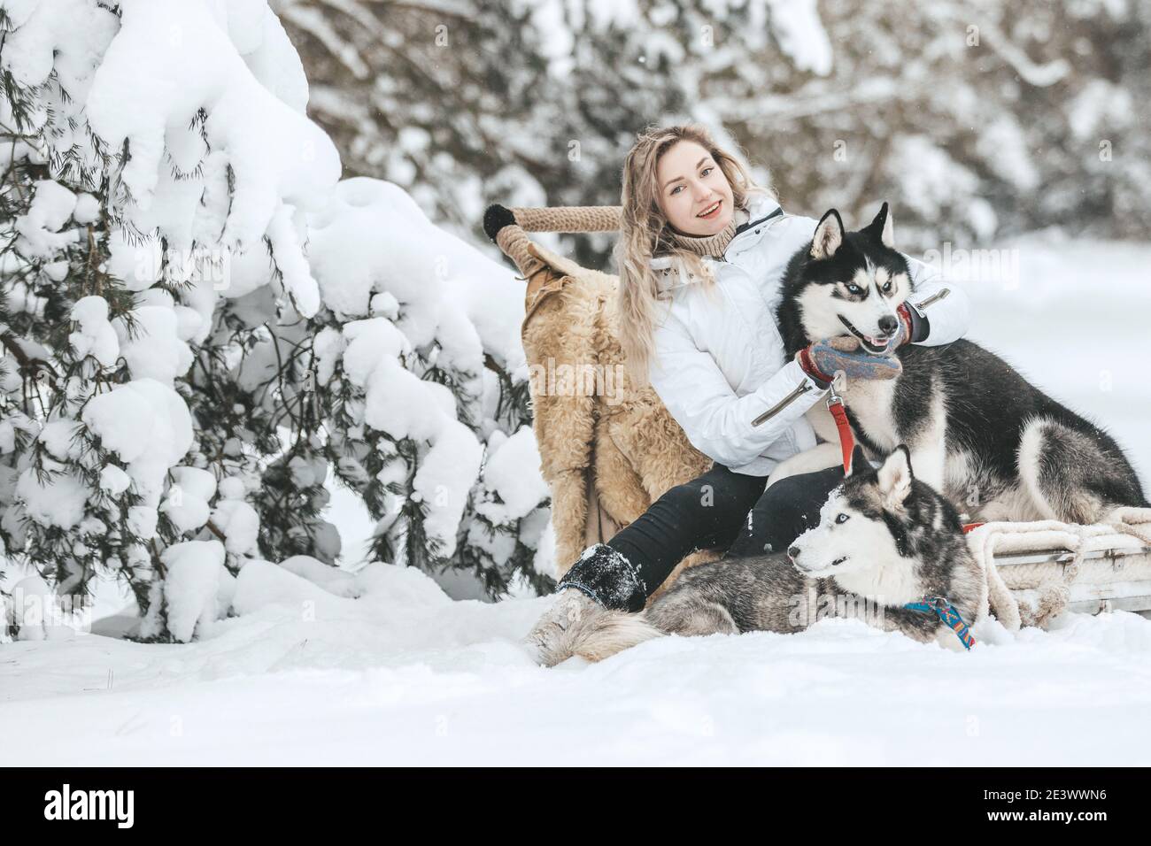 The girl rides on a sled on a sled with Siberian huskies in the winter forest. Pet. Husky. Husky art poster, Husky print, Stock Photo