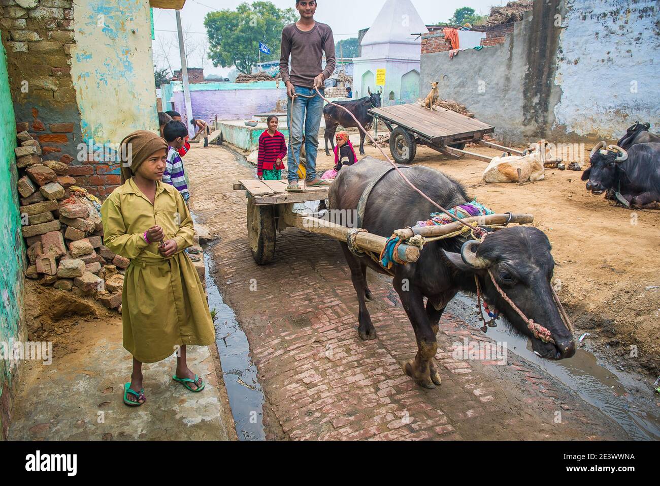 Rajasthan. India. 07-02-2018. Man riding a big cow part of his working ...