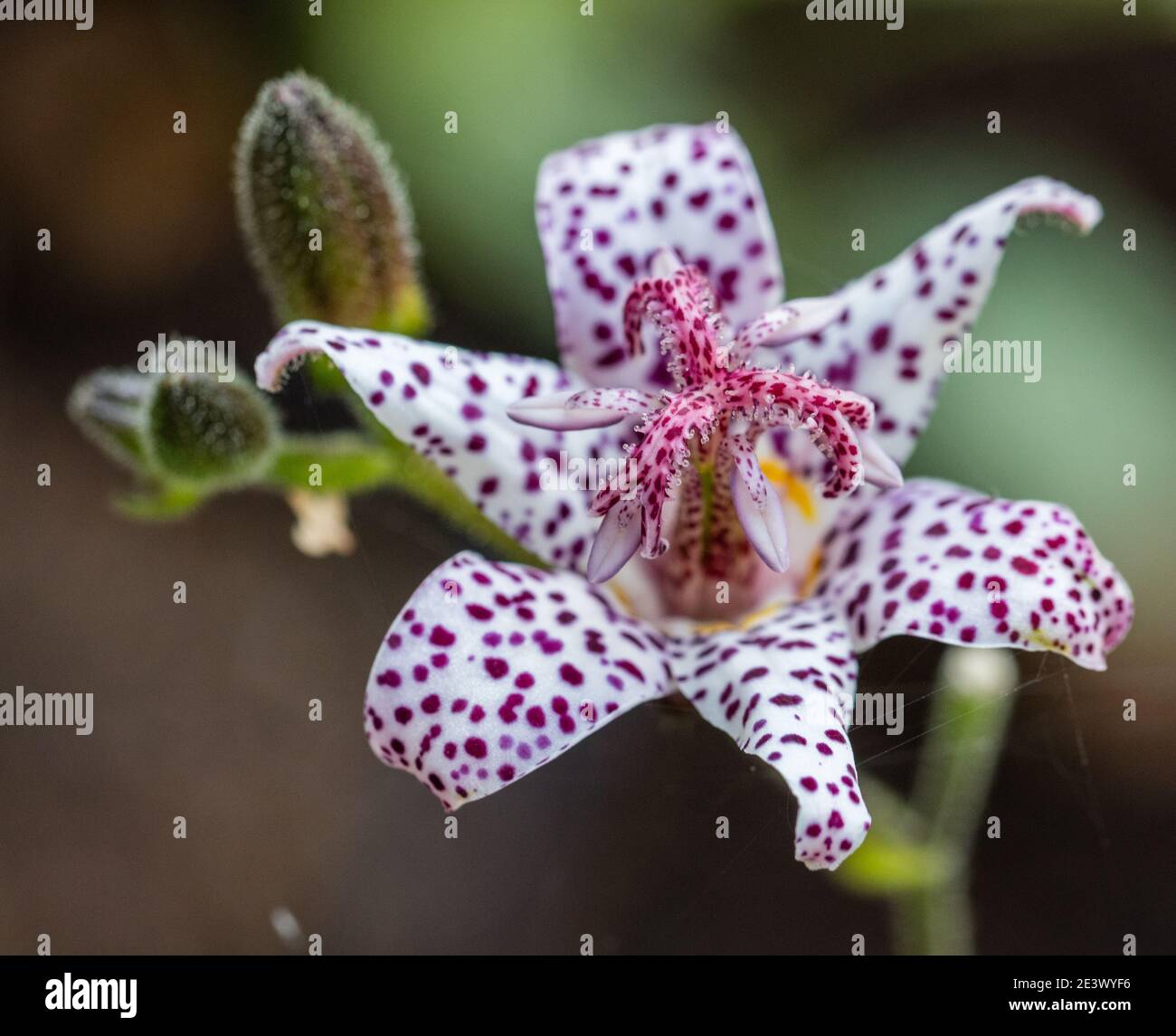 'Purple Beauty' Japanese orchid lily, Hårig skugglilja (Tricyrtis hirta) Stock Photo