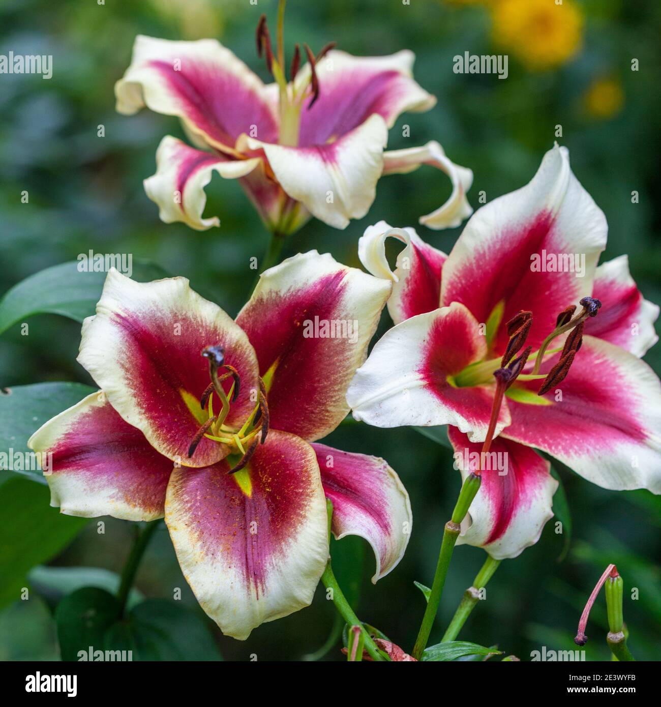 Garden lilys pleasure Lilys Pleasure
