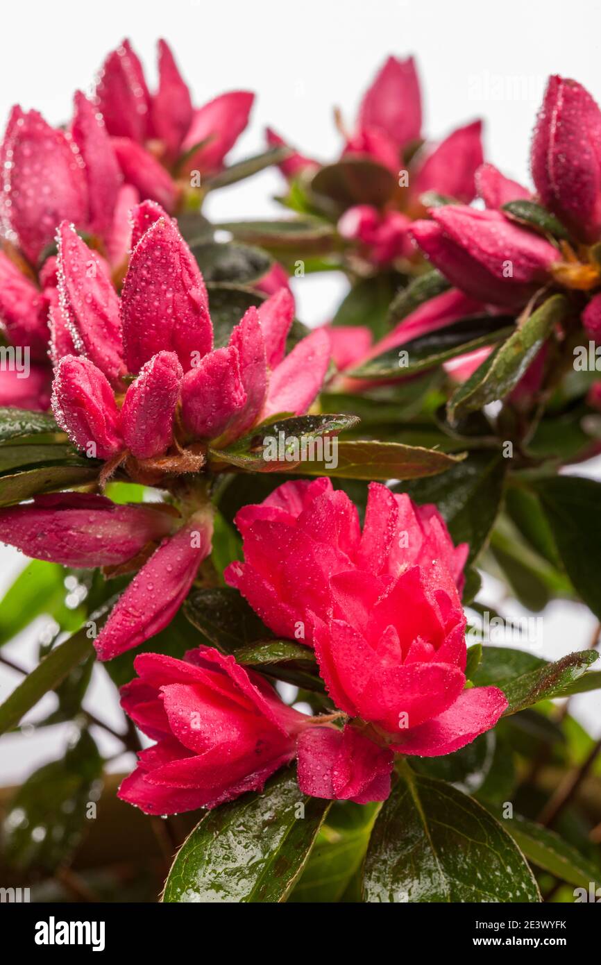 Azalea, Fönsterazalea (Rhododendron simsii) Stock Photo