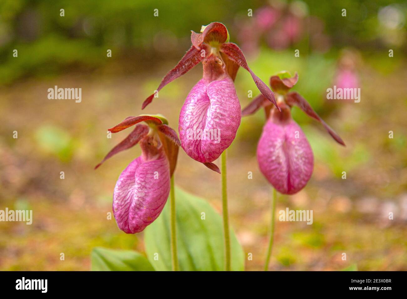 Pink Lady Slippers–Orchids that Don't Want to Be Tamed — Lynne Buchanan •  Poetic Climate Photography