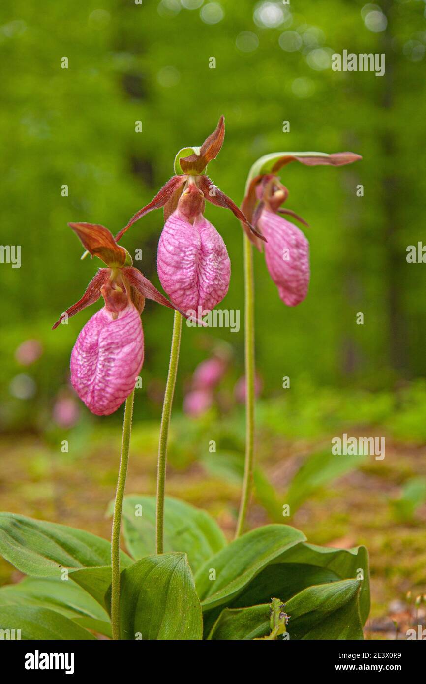 Showy Lady's Slipper | Missouri Department of Conservation