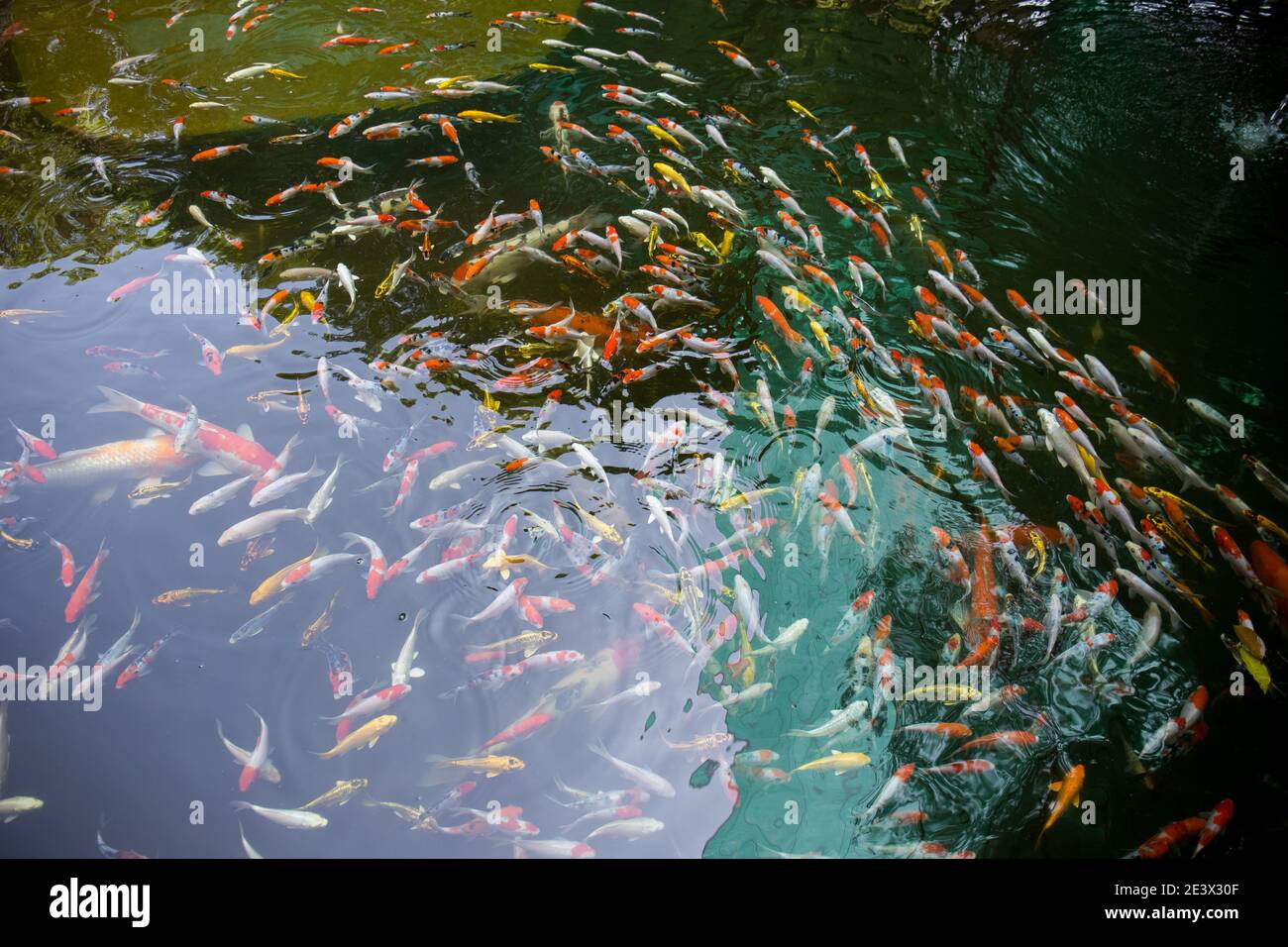 koi fish inside the pond Stock Photo - Alamy