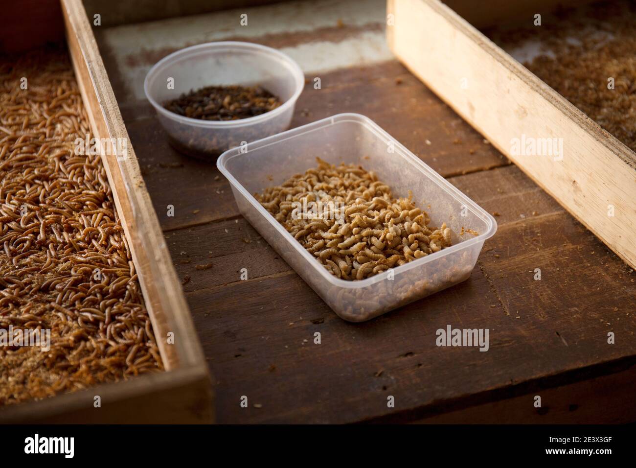 Many living Mealworm larvae put on wooden table Stock Photo