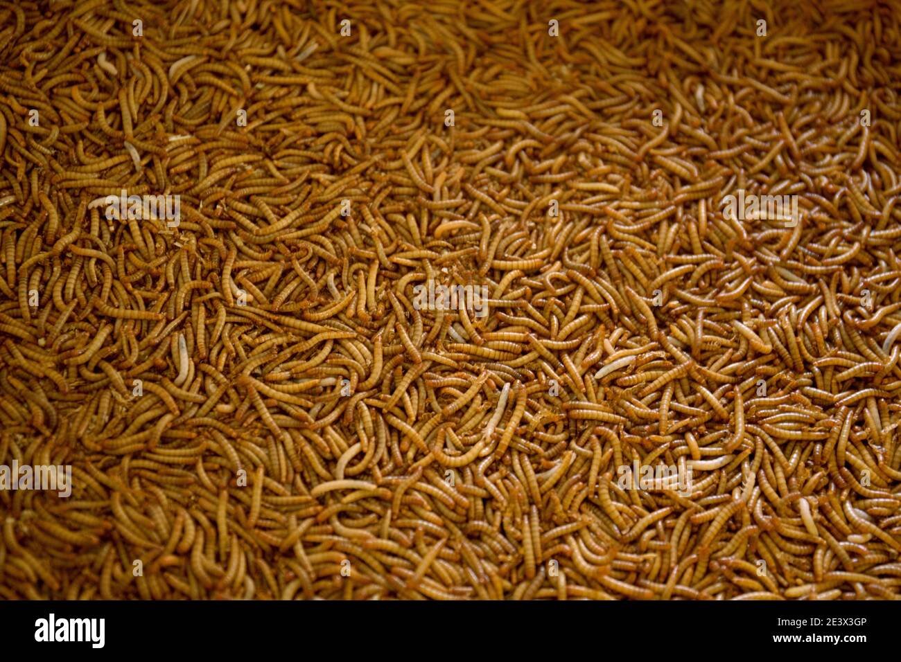 Many living Mealworm larvae suitable as Food Stock Photo