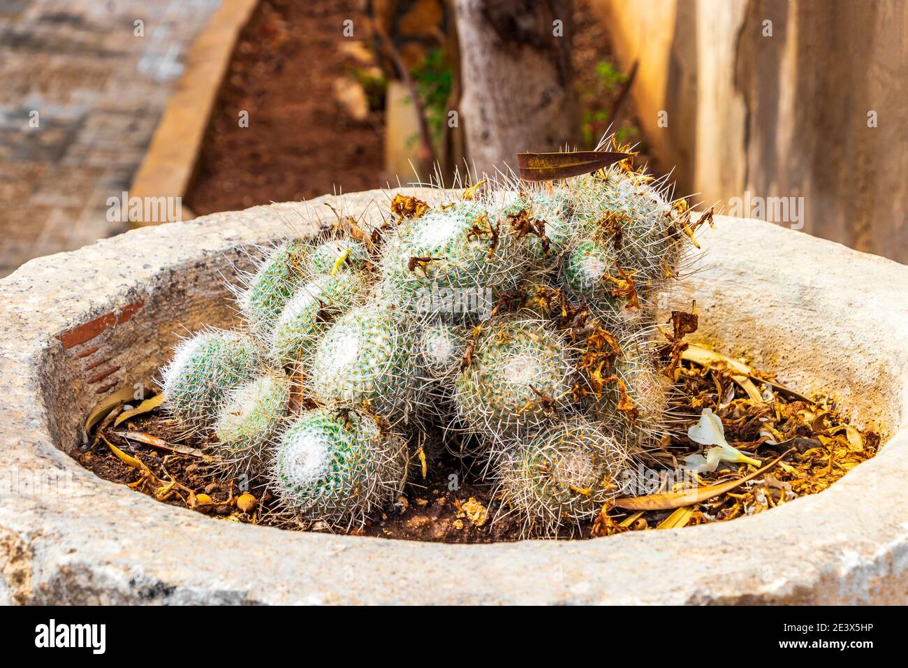 Different types of cactus and beautiful green plants on Mallorca in Spain  Stock Photo - Alamy