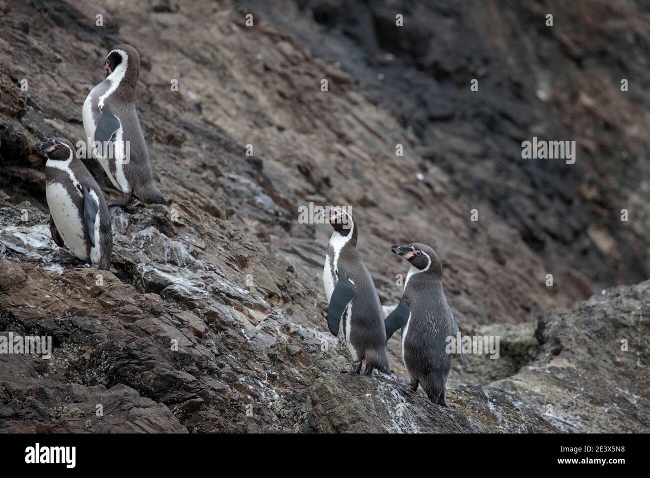 Humboldt Penguins (Spheniscus humboldti), penguin colony at Bahia Punihuil, Chiloe Island, Los Lagos Region, south Chile 11th Jan 2016 Stock Photo