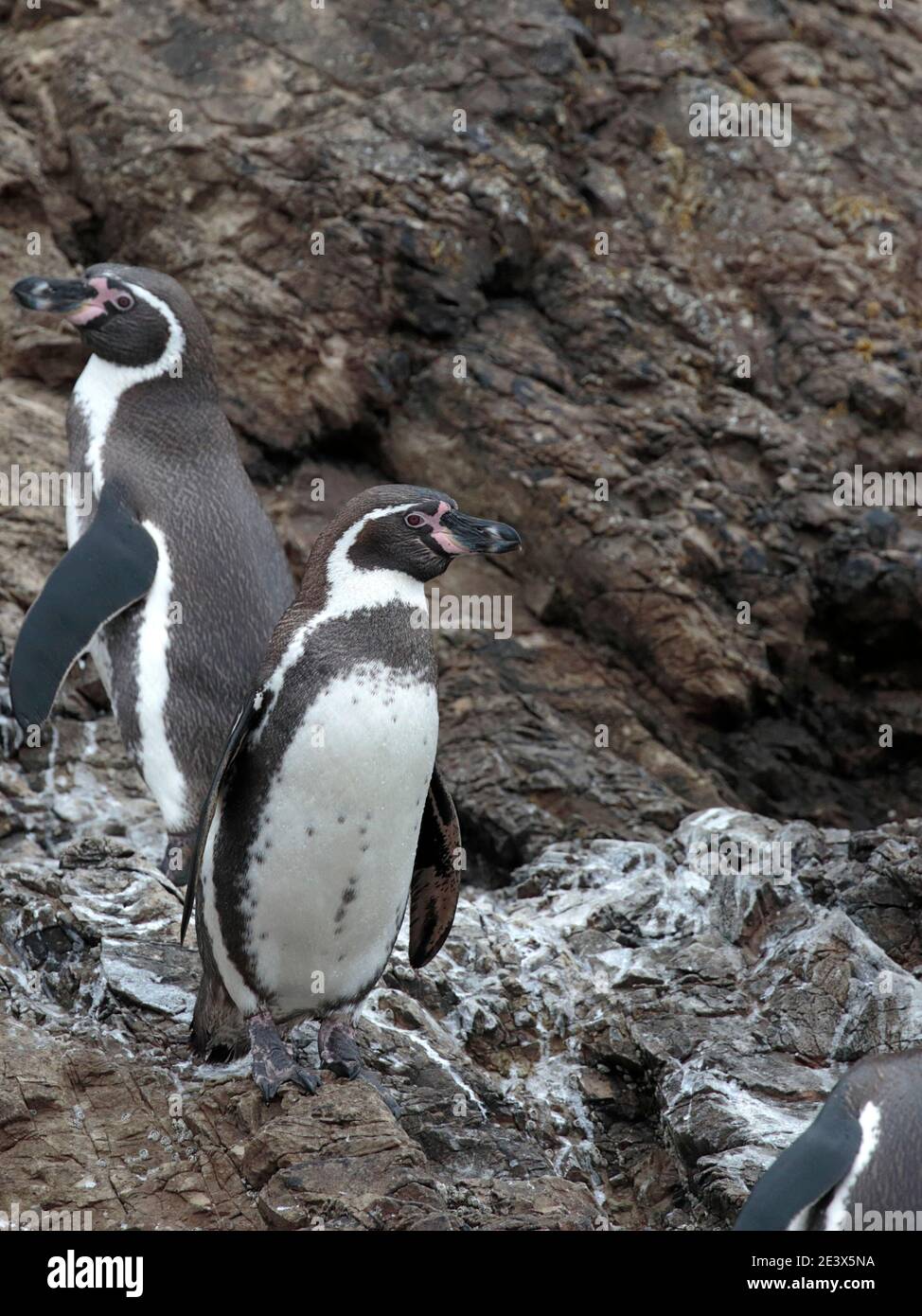 Humboldt Penguin (Spheniscus humboldti), penguin colony at Bahia Punihuil, Chiloe Island, Los Lagos Region, south Chile 11th Jan 2016 Stock Photo