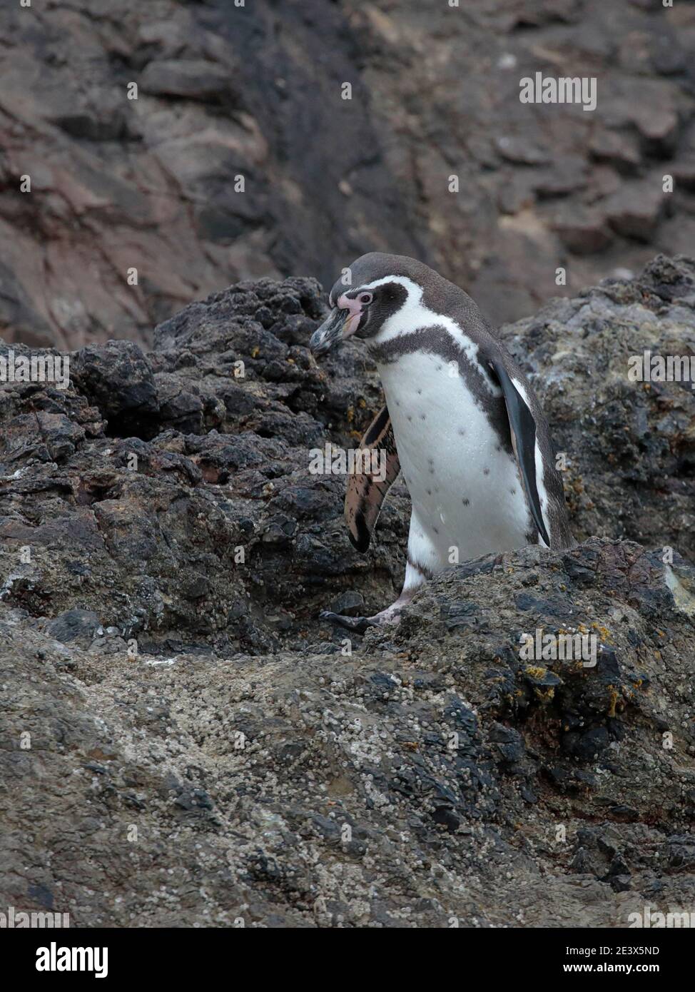 Humboldt Penguin (Spheniscus humboldti), penguin colony at Bahia Punihuil, Chiloe Island, Los Lagos Region, south Chile 11th Jan 2016 Stock Photo