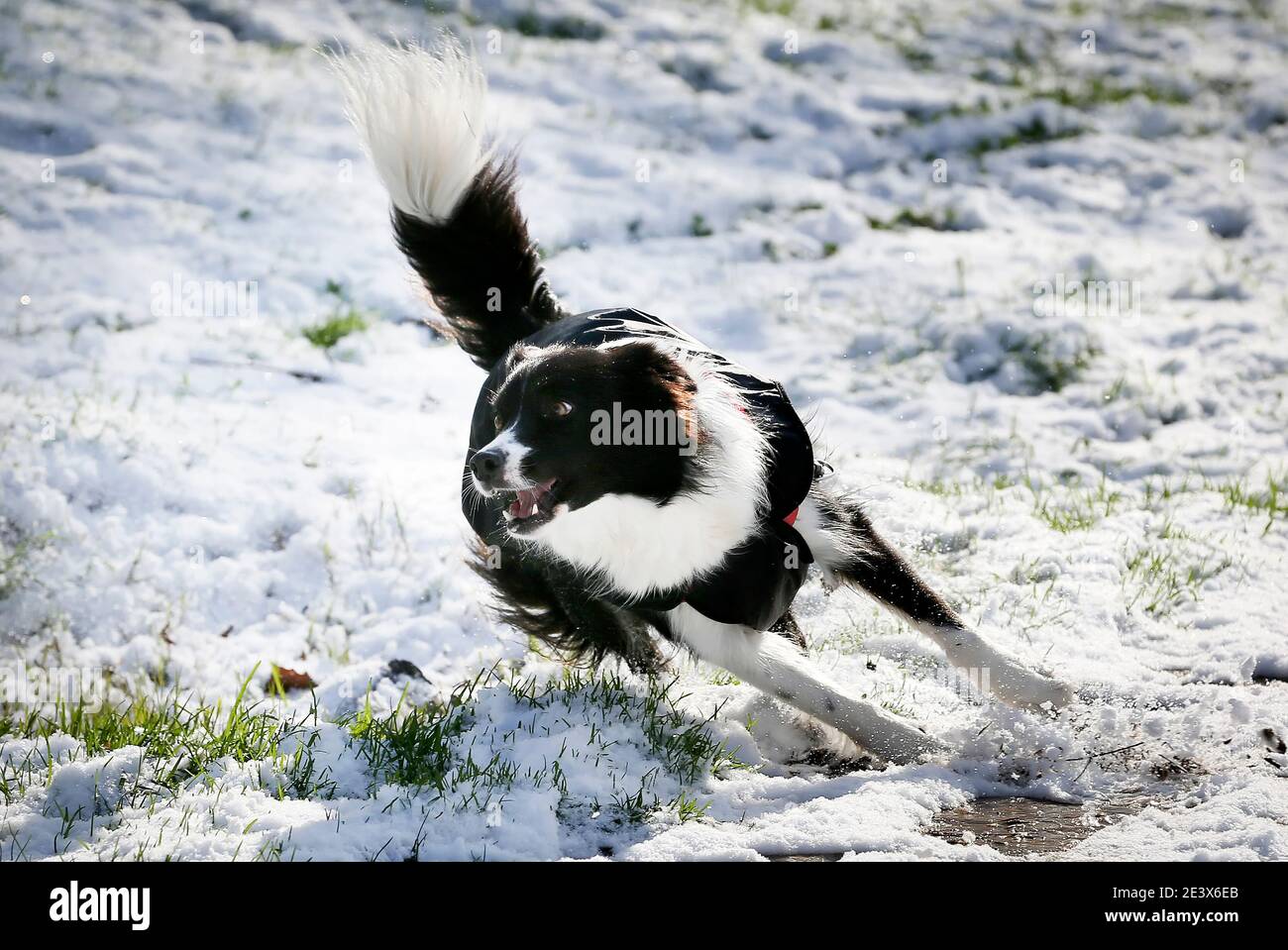 Dog are playing in the snow Stock Photo - Alamy