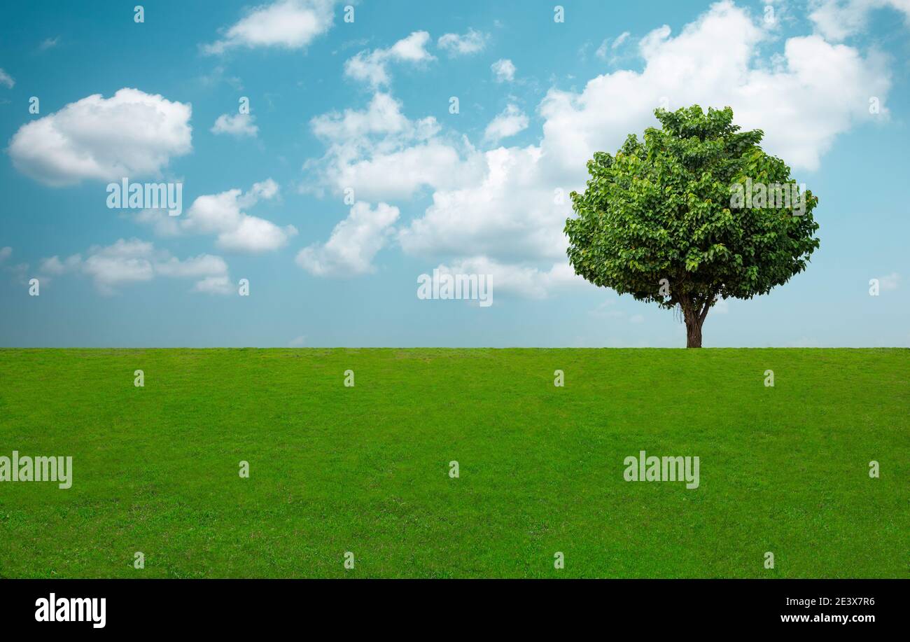 Green tree and grass field with white clouds and blue sky Stock Photo ...