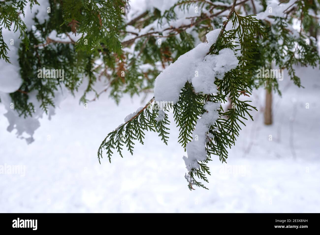 Icy snow weighs down the branches of a northern white cedar tree in the winter. Stock Photo