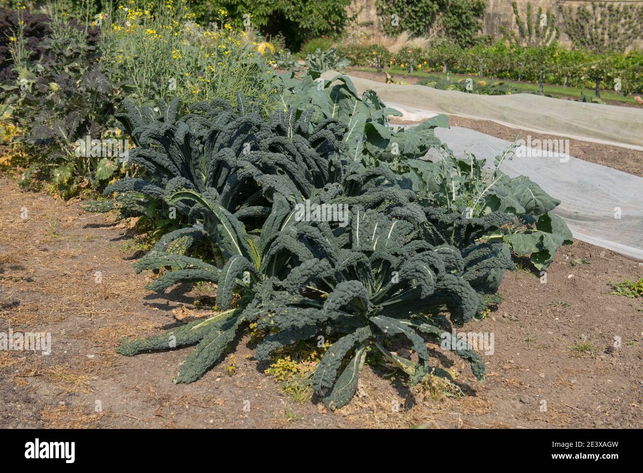 Home Grown Organic Cavolo Nero Kale (Brassica oleracea 'Acephala Group') Growing on an Allotment in a Vegetable Garden in Rural West Sussex, England Stock Photo
