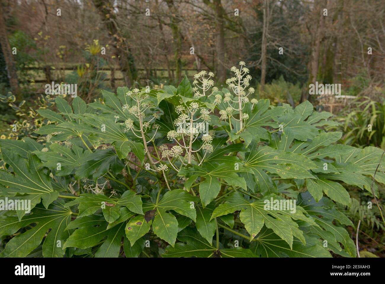 Page 3 Aralia High Resolution Stock Photography And Images Alamy