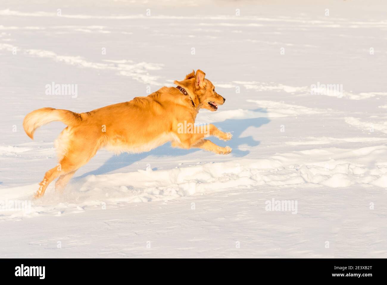 Strong healthy golden retriever runs in a jump. Side view.Winter outside shot.Nice sunny evening. Stock Photo