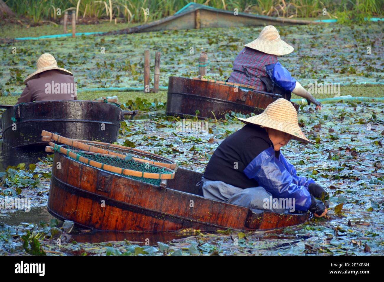 Ladies harvest the famous Nan Hu ling by hand, water chestnuts grown on the historic lake where the Chinese communist party first met in 1921.Oct 2020 Stock Photo