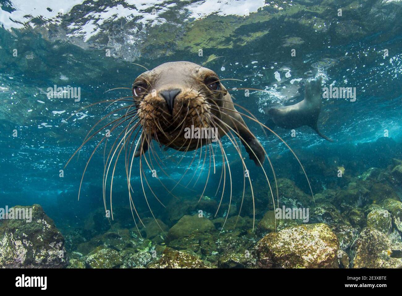 C E O High Resolution Stock Photography and Images - Alamy