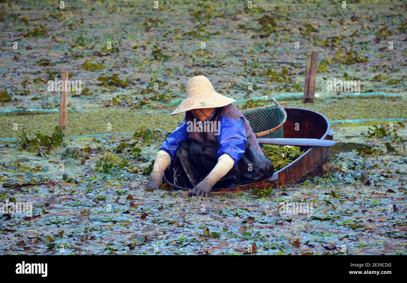 Old fashioned harvesting hi-res stock photography and images - Alamy