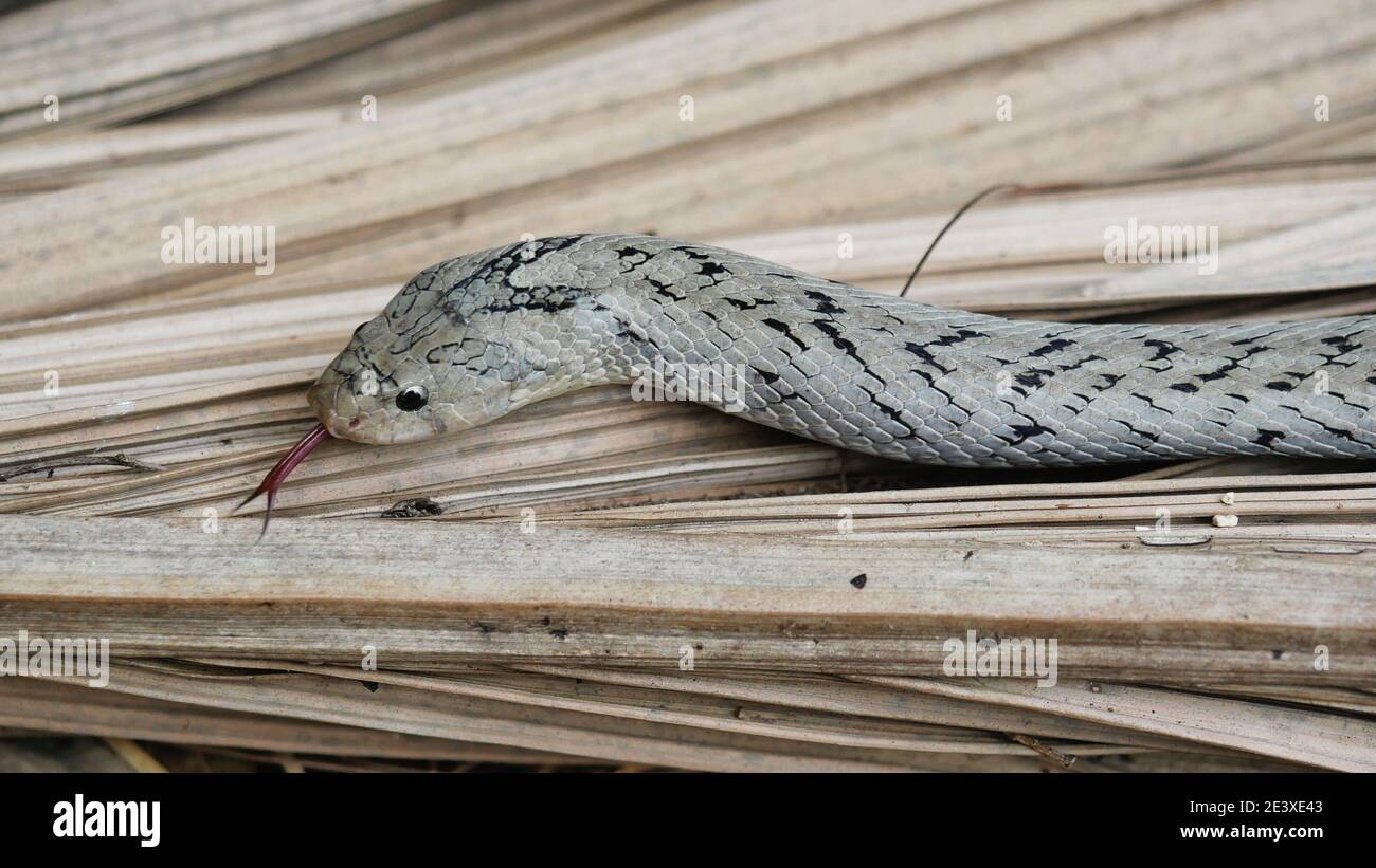 The Banded kukri snake ( Oligodon fasciolatus ) flick it tongue and slithering on brown dry leaves on dirt land in forest, Black stripes on the body Stock Photo