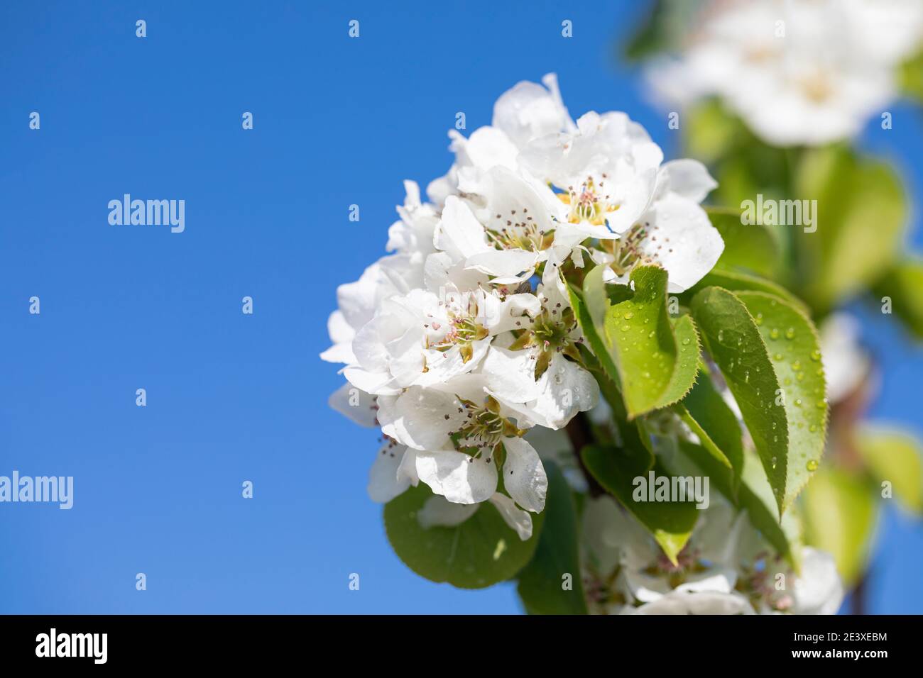 white apple blossom on blue sky, beautiful spring easter background. Springtime. Stock Photo