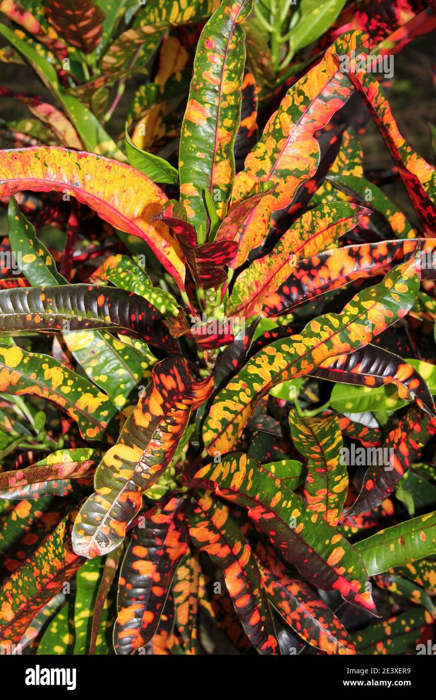 Croton (Codiaeum variegatum 'Batik') a.k.a. Bush on Fire Stock Photo