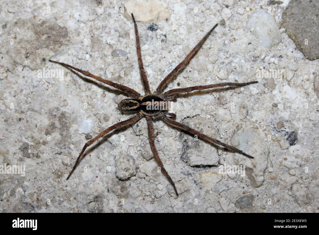 Wolf Spider - Lycosidae sp. at Night Stock Photo