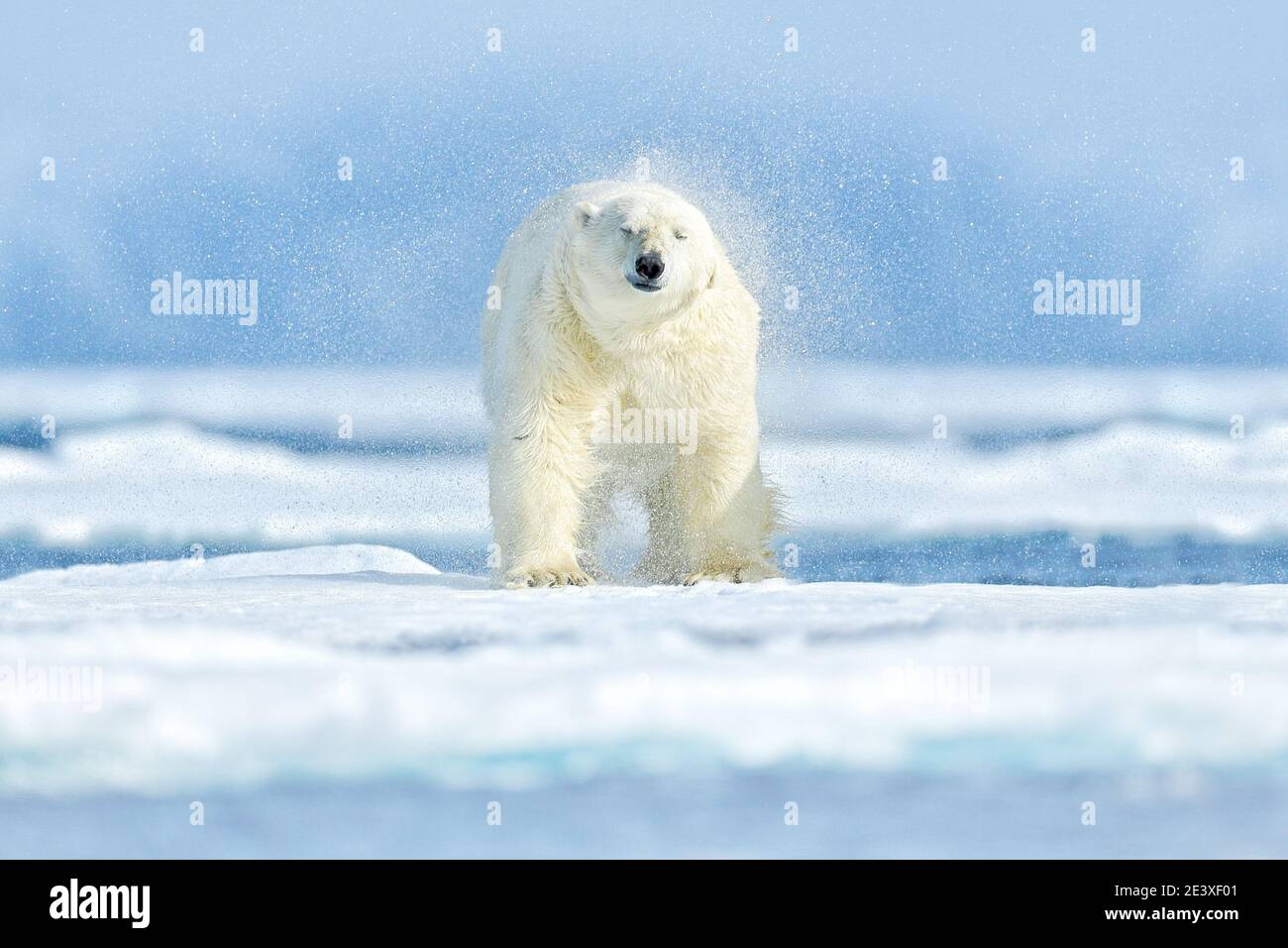 Polar bear on the ice. Two bears love on drifting ice with snow, white  animals in nature habitat, Svalbard, Norway. Animals playing in snow, Arctic  wi Stock Photo - Alamy