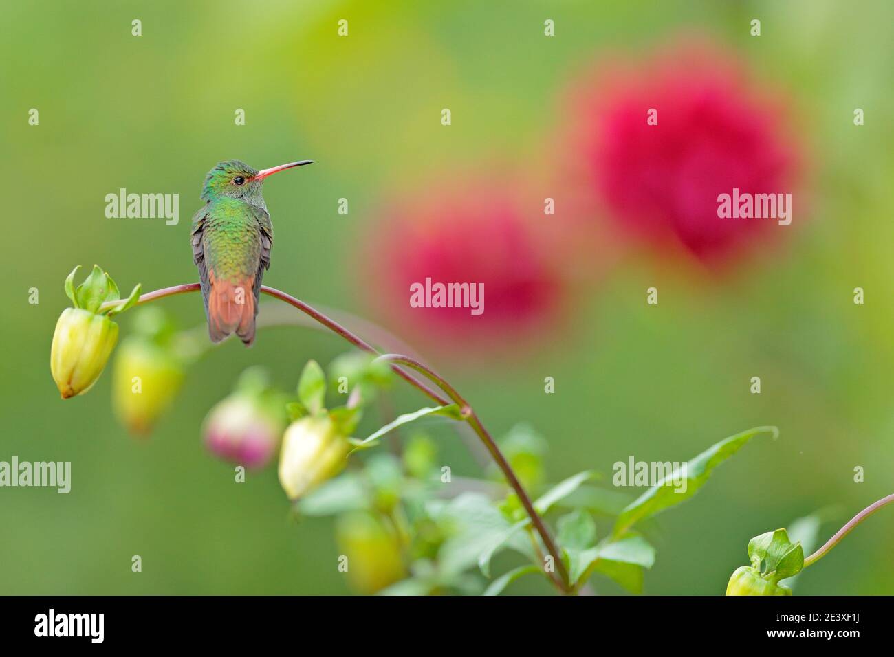 Art view on nature. Bird in flowers. Rufous-tailed Hummingbird, Amazilia tzacat, with clear green background, Colombia. Wildlife scene from nature. Wi Stock Photo