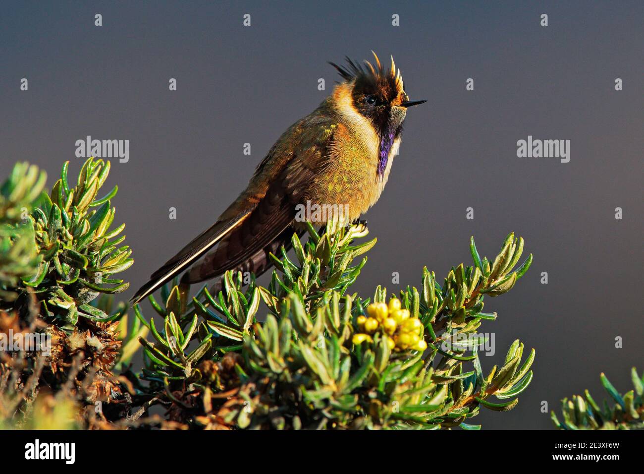 Bearded Helmet-crest, Oxypogon guerinii stuebelii, beautiful crest hummingbird from Colombia. Bird from Los Nevados National Park. Animal in the natur Stock Photo