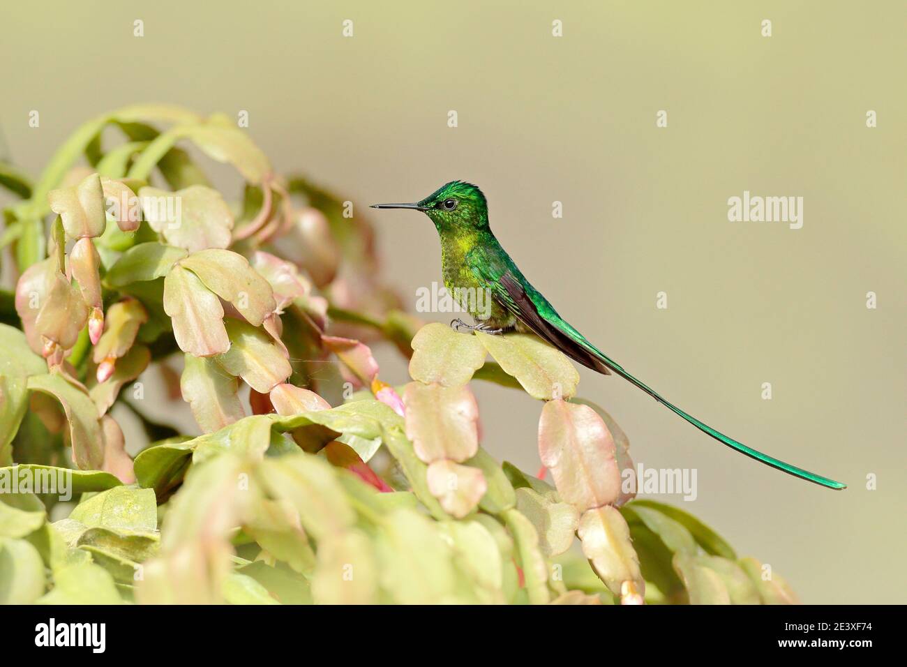 Longtailed Sylph eating nectar from beautiful flower in Ecuador. Bird