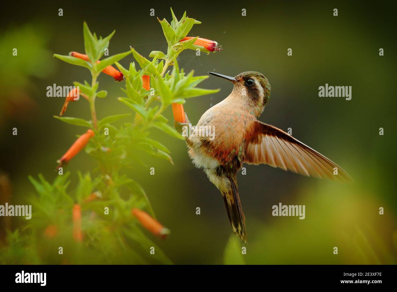 Tropic wildlife. Hummingbird drinking nectar from pink flower. Feeding scene with Speckled