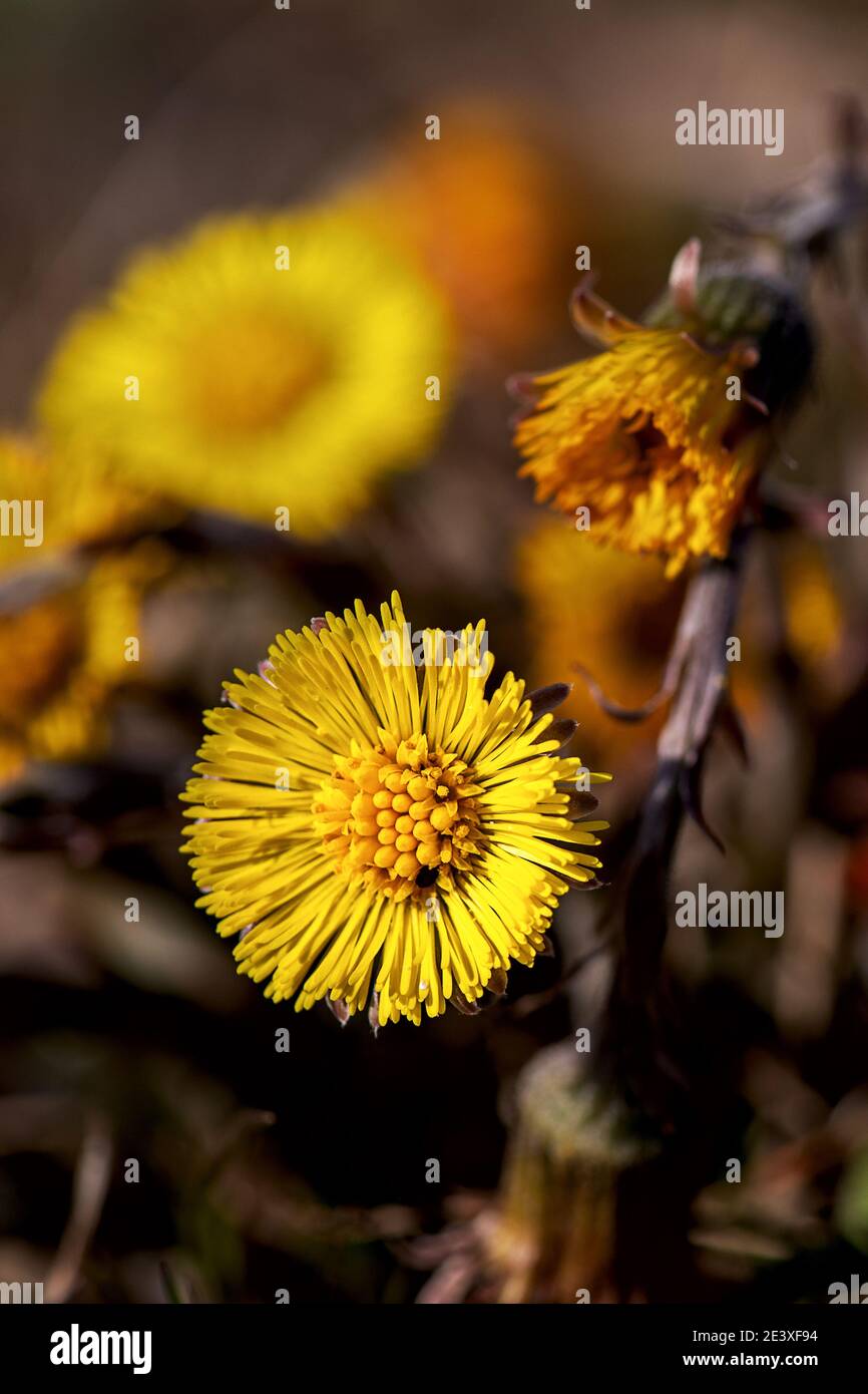 Coltsfoot is one of the first spring flowers, the flowers of which appear before the leaves develop. The coltsfoot was the medicinal plant of the year Stock Photo