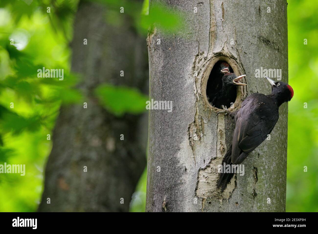 Woodpecker with chick in the nesting hole. Black woodpecker in the green summer forest. Wildlife scene with black bird in the nature habitat. Stock Photo