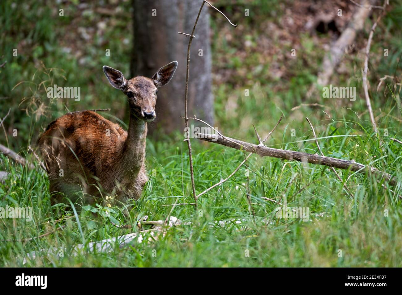 young female doe in its natural environment Stock Photo