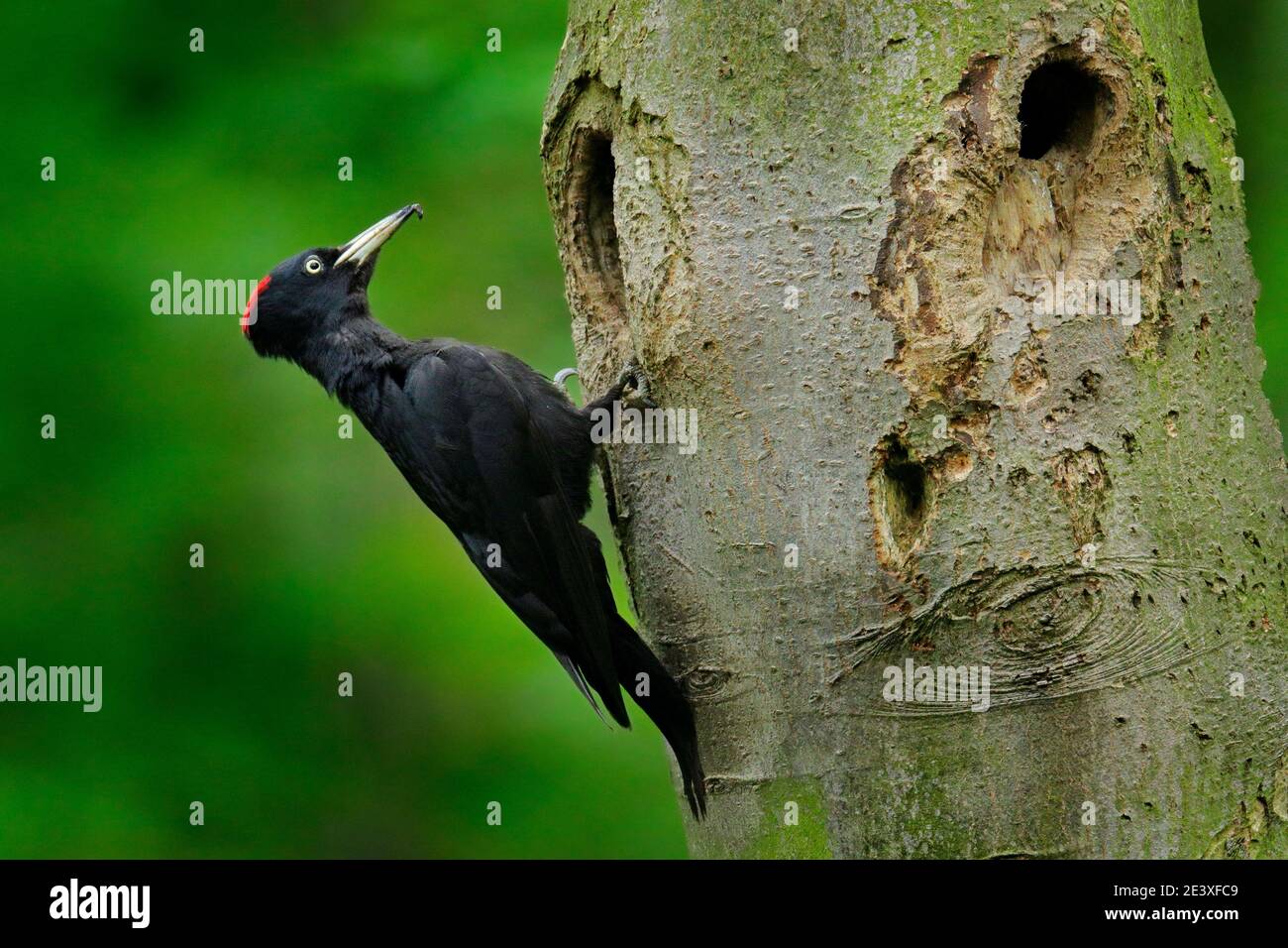 Woodpecker with chick in the nesting hole. Black woodpecker in the green summer forest. Wildlife scene with black bird in the nature habitat. Stock Photo