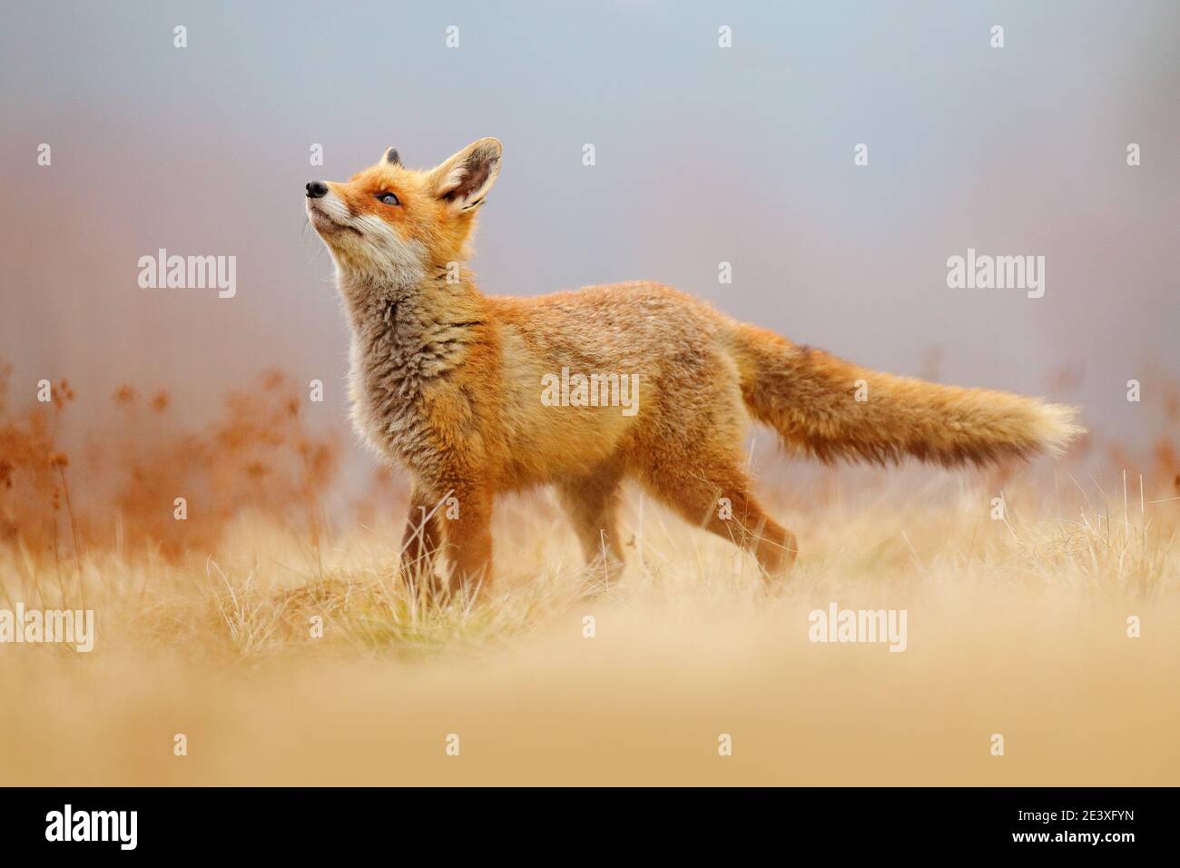 Red Fox hunting, Vulpes vulpes, wildlife scene from Europe. Orange fur coat animal in the nature habitat. Fox on the green forest meadow. Stock Photo