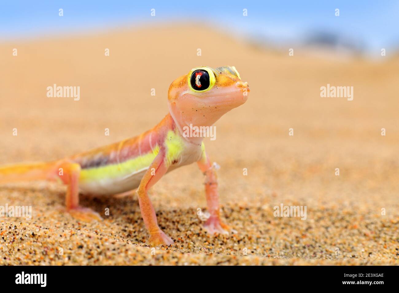 Gecko S High Resolution Stock Photography And Images Alamy