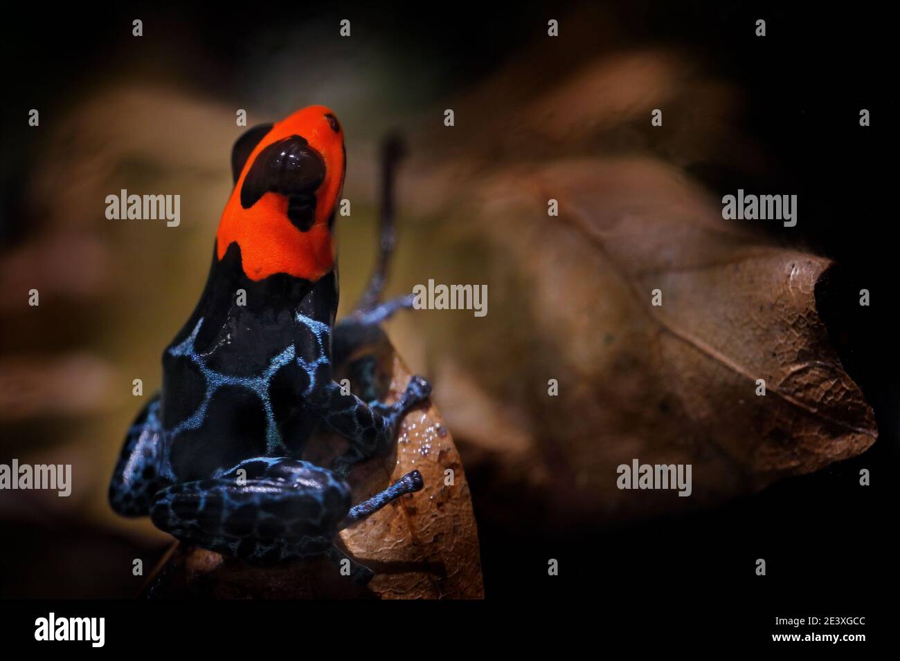 Ranitomeya benedicta, Blessed Poison dart frog in the nature forest habitat. Dendrobates danger frog from central Peru  and Brazil. Beautiful blue and Stock Photo
