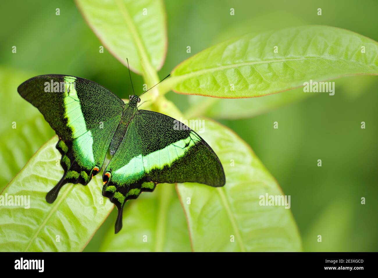 Papilio palinurus, Green emerald swallowtail butterfly. Insect in the ...