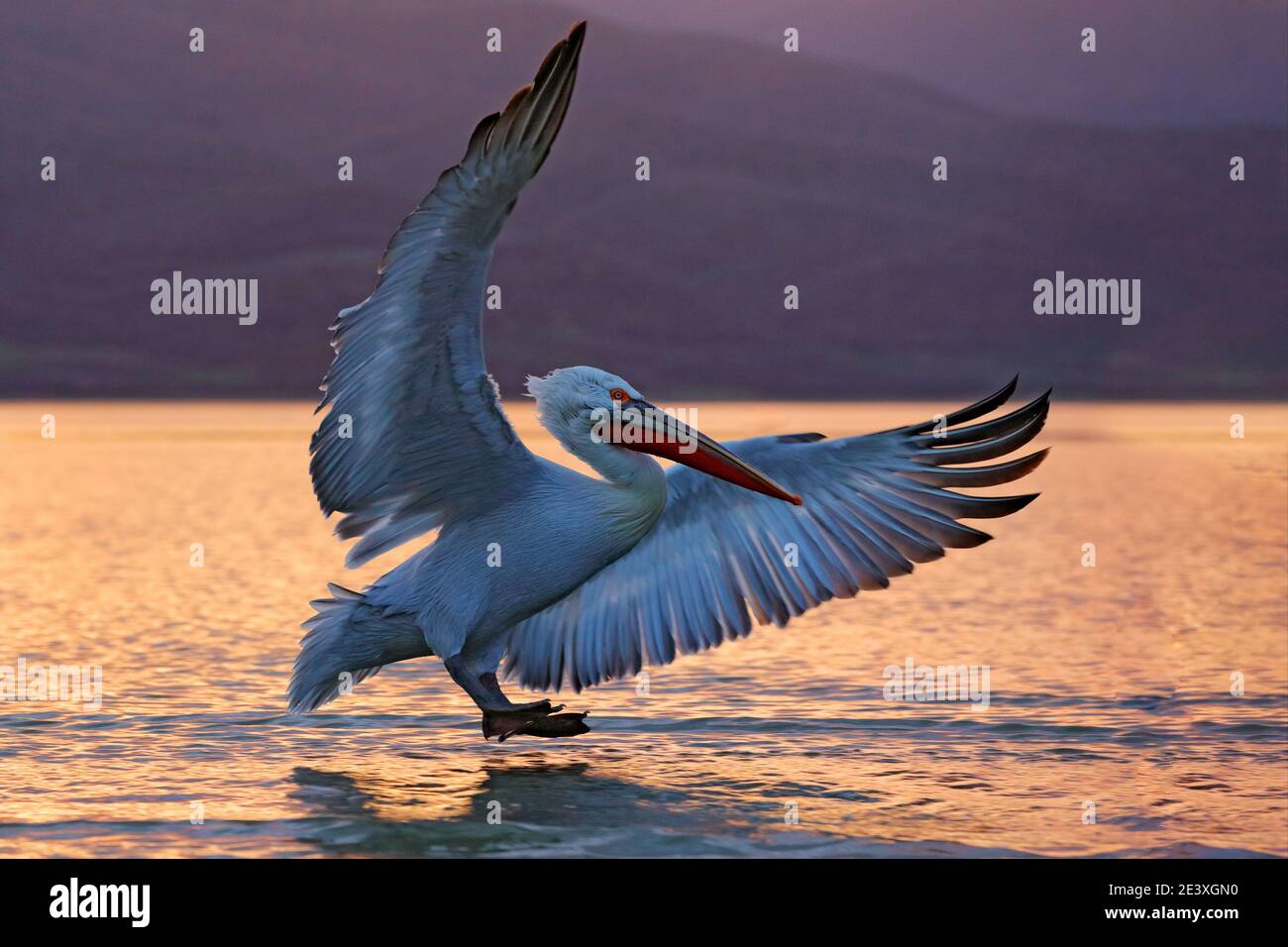 Reflection pelican lake kerkini hires stock photography and images Alamy