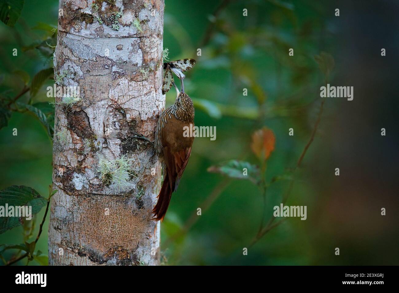 Bird behaviour, woodcreeper catch butterfly. Lepidocolaptes lacrymiger, Montane Woodcreeper on the tree trunk in the tropic vegetation. Wildlife scene Stock Photo