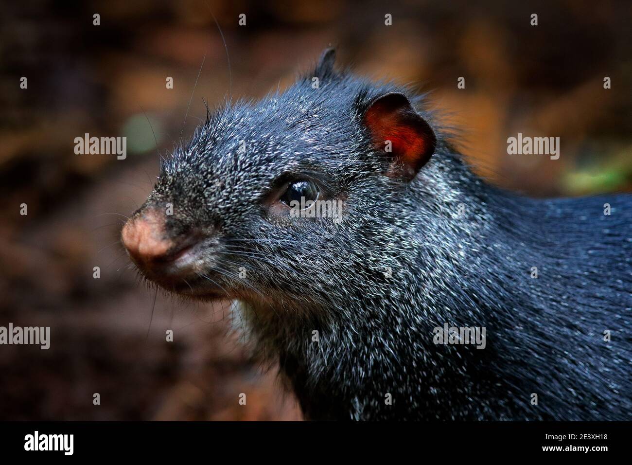 Detail head portrait of agouti. Black agouti, Dasyprocta fuliginosa, Baeza, Ecuador. Cute animal in the nature habitat, dark tropic forest. Wildlife i Stock Photo